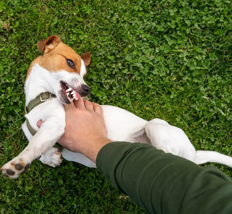 Can Dog Bites Cause Catastrophic Injuries?